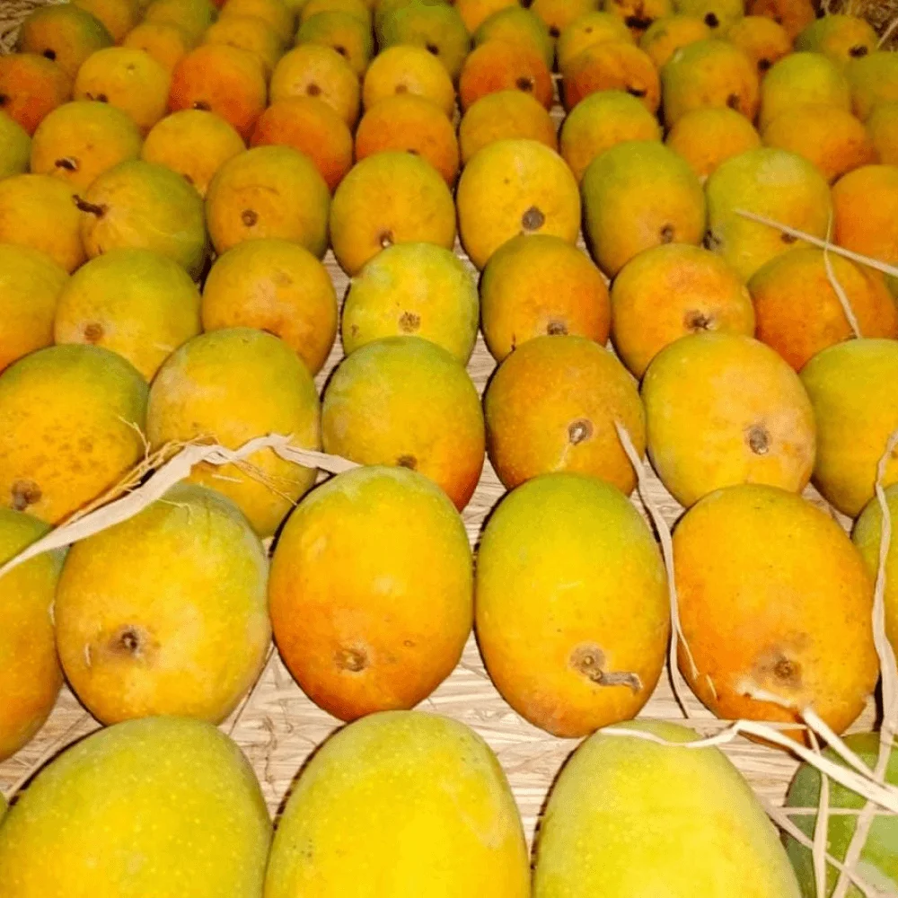 Alphonso Mango 1