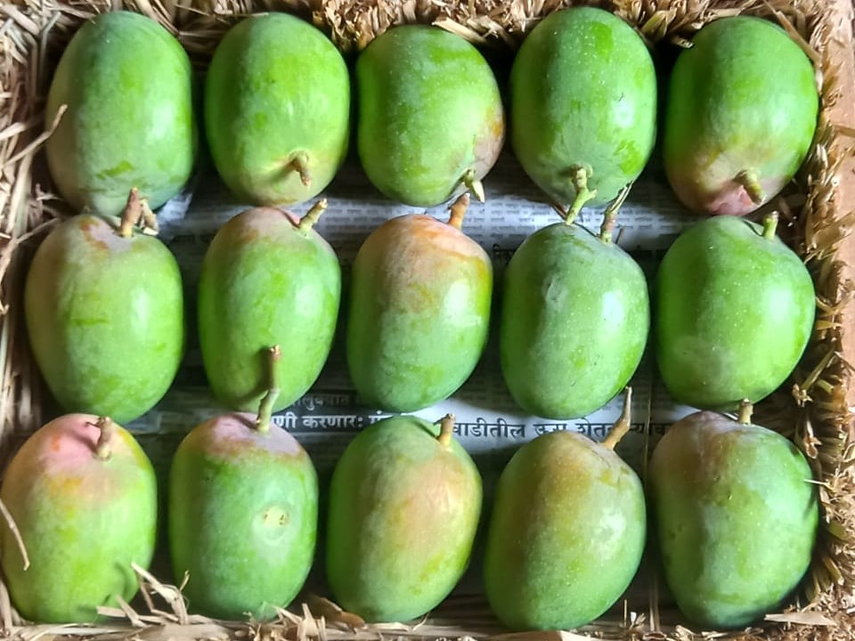 Alphonso Mango 1