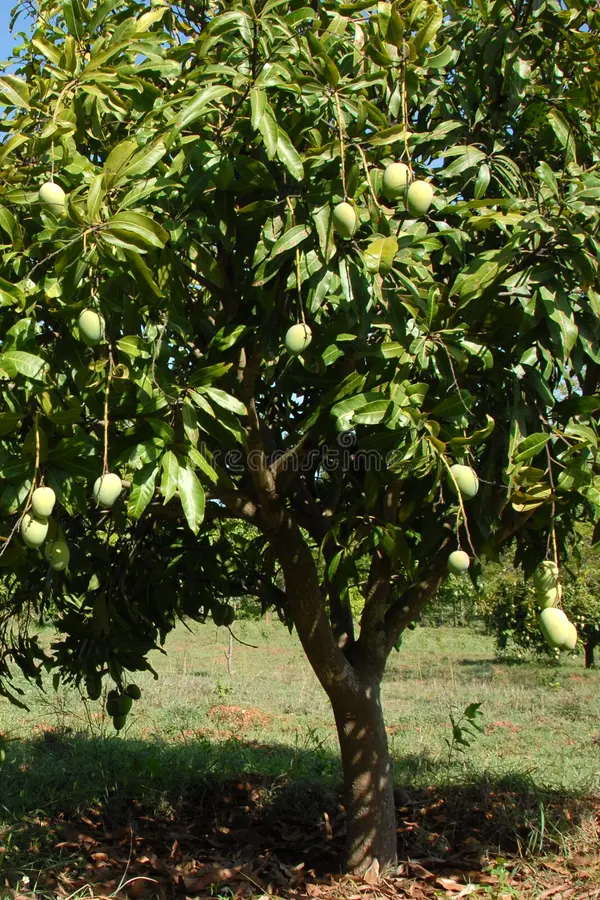 Alphonso Mango 1